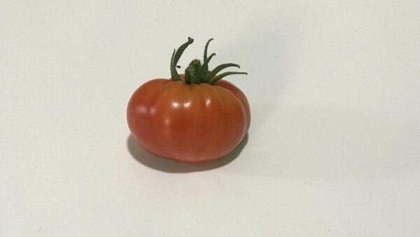 He tenido un tomate